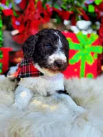 Max, a male Poodle - Standard  for sale in Norman, OK – Photo 3 of 3