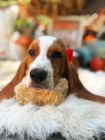 Millie, a female Basset Hound for sale in Norman, OK – 4 of 4