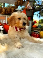 Buddy, a male Goldendoodle for sale in Norman, OK – 2 of 3