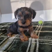 Baxter, a male Yorkshire Terrier for sale in Orange, VA – Photo 4 of 5