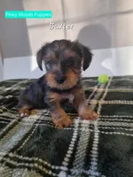Baxter, a male Yorkshire Terrier for sale in Orange, VA – Photo 4 of 5