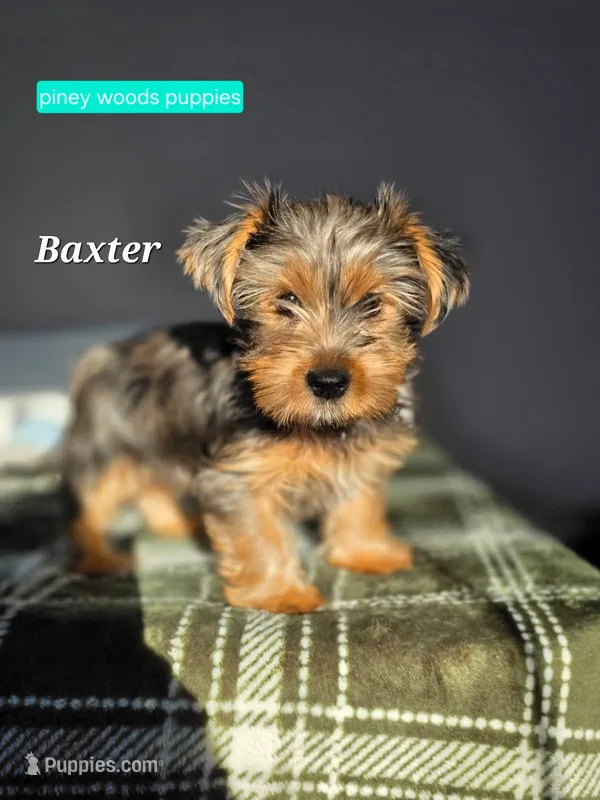 Baxter