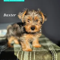 Baxter, a male Yorkshire Terrier for sale in Orange, VA – Photo 1 of 5