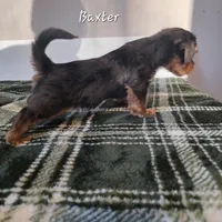 Baxter, a male Yorkshire Terrier for sale in Orange, VA – Photo 2 of 5