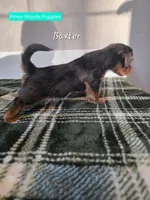 Baxter, a male Yorkshire Terrier for sale in Orange, VA – Photo 2 of 5