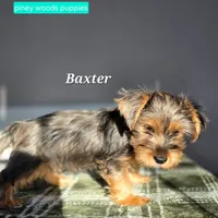 Baxter, a male Yorkshire Terrier for sale in Orange, VA – Photo 5 of 5