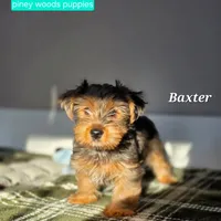 Baxter, a male Yorkshire Terrier for sale in Orange, VA – Photo 3 of 5