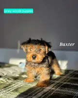 Baxter, a male Yorkshire Terrier for sale in Orange, VA – Photo 3 of 5