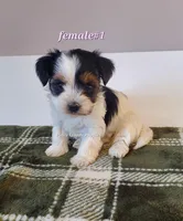 Female #1, a female Biewer for sale in Orange, VA – Photo 9 of 10