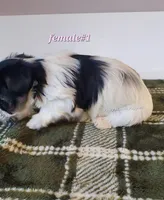 Female #1, a female Biewer for sale in Orange, VA – Photo 7 of 10