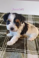 Female #1, a female Biewer for sale in Orange, VA – Photo 10 of 10