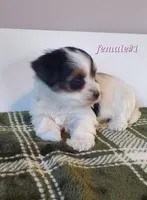 Female #1, a female Biewer for sale in Orange, VA – Photo 1 of 10