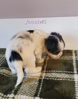 Female #1, a female Biewer for sale in Orange, VA – Photo 6 of 10