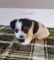 Female #1, a female Biewer for sale in Orange, VA – Photo 4 of 10