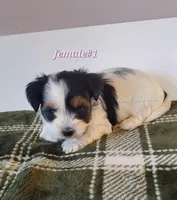 Female #1, a female Biewer for sale in Orange, VA – Photo 8 of 10