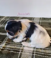 Female #1, a female Biewer for sale in Orange, VA – Photo 2 of 10