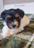 Female #2, a female Biewer for sale in Orange, VA – Photo 3 of 10