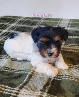 Female #2, a female Biewer for sale in Orange, VA – Photo 7 of 10