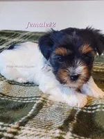 Female #2, a female Biewer for sale in Orange, VA – Photo 5 of 10