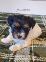 Female #2, a female Biewer for sale in Orange, VA – Photo 8 of 10