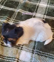 Female #2, a female Biewer for sale in Orange, VA – Photo 6 of 10