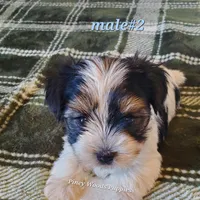 Bruno, a male Biewer for sale in Orange, VA – Photo 8 of 10