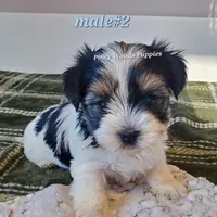 Bruno, a male Biewer for sale in Orange, VA – Photo 1 of 10