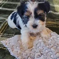 Bruno, a male Biewer for sale in Orange, VA – Photo 9 of 10