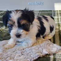 Bruno, a male Biewer for sale in Orange, VA – Photo 3 of 10