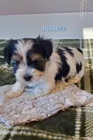 Male #2, a male Biewer for sale in Orange, VA – Photo 4 of 10