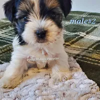 Bruno, a male Biewer for sale in Orange, VA – Photo 5 of 10