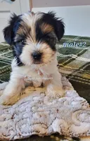 Male #2, a male Biewer for sale in Orange, VA – Photo 5 of 10