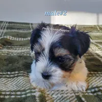 Bruno, a male Biewer for sale in Orange, VA – Photo 2 of 10