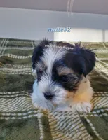 Male #2, a male Biewer for sale in Orange, VA – Photo 2 of 10