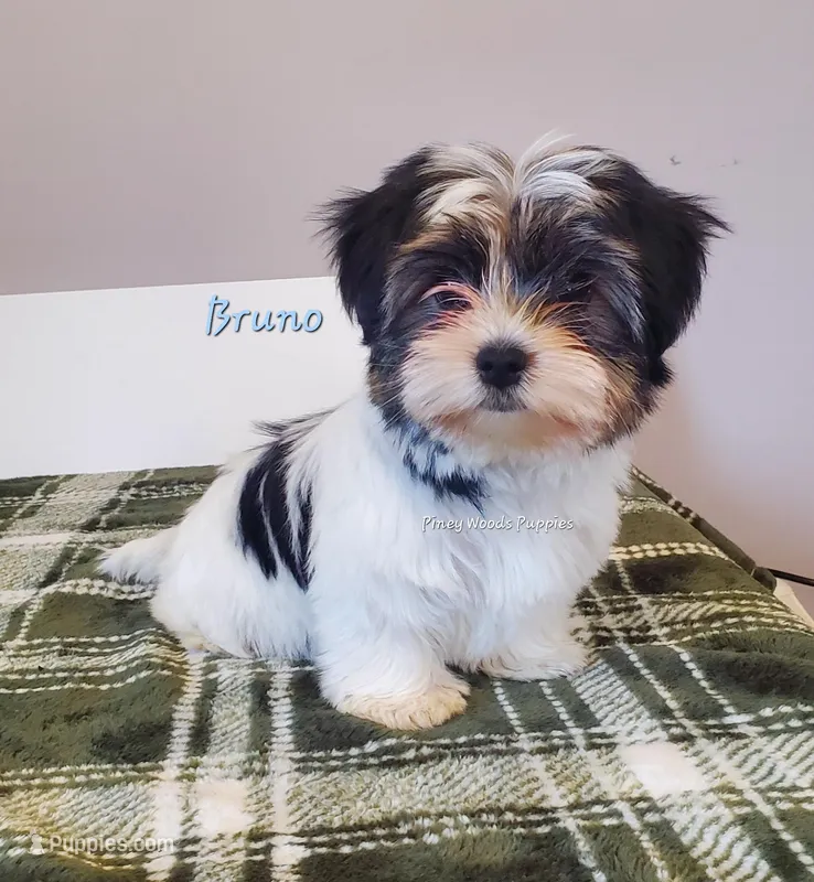 Bruno – Biewer puppy for sale in Orange, VA