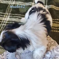 Bruno, a male Biewer for sale in Orange, VA – Photo 10 of 10