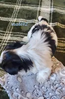 Male #2, a male Biewer for sale in Orange, VA – Photo 10 of 10