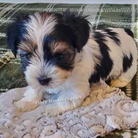 Bruno, a male Biewer for sale in Orange, VA – Photo 7 of 10