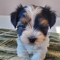 Bruno, a male Biewer for sale in Orange, VA – Photo 6 of 10