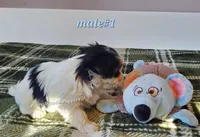 Male #1, a male Biewer for sale in Orange, VA – Photo 7 of 10