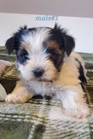 Male #1, a male Biewer for sale in Orange, VA – Photo 2 of 10