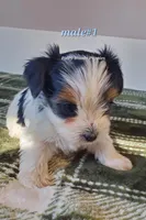 Male #1, a male Biewer for sale in Orange, VA – Photo 6 of 10