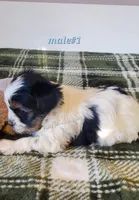 Male #1, a male Biewer for sale in Orange, VA – Photo 4 of 10