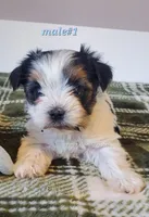 Male #1, a male Biewer for sale in Orange, VA – Photo 1 of 10