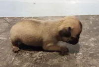 Lillie (unrestricted AKC), a female Pug for sale in Rocky Mount, VA – 2 of 6