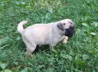 Max, a male Pug for sale in Rocky Mount, VA – 3 of 9