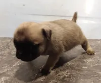 Daisy (unrestricted AKC), a female Pug for sale in Rocky Mount, VA – 2 of 3