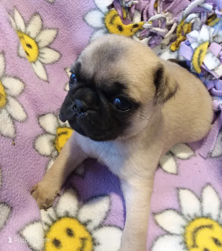 Max – Pug puppy for sale in Rocky Mount, VA