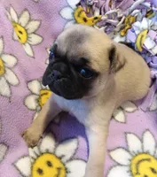 Max, a male Pug for sale in Rocky Mount, VA – 3 of 3