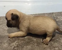 Lillie (unrestricted AKC), a female Pug for sale in Rocky Mount, VA – 5 of 6